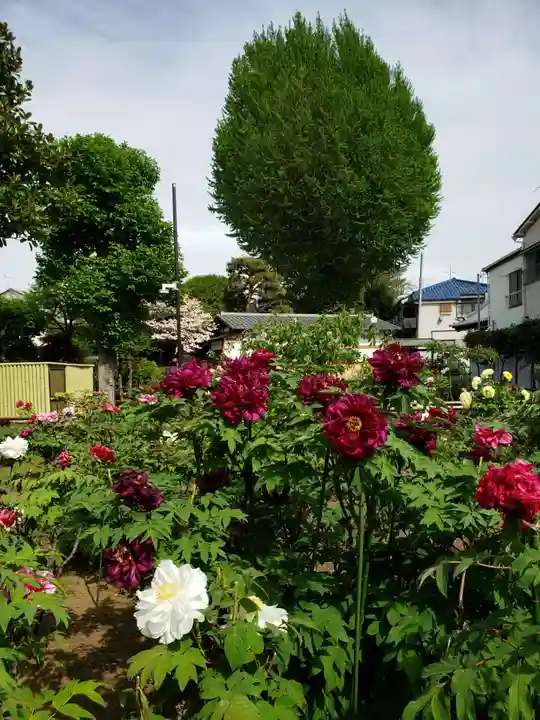 禅定院(東京都)