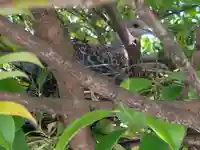 總社 和田八幡宮の動物