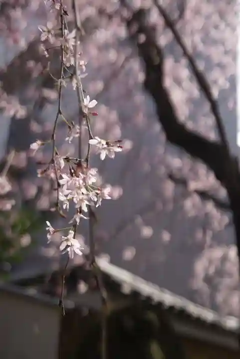 新井薬師(梅照院)の自然