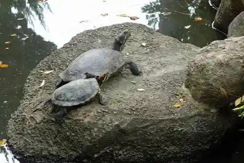 石切劔箭神社の動物