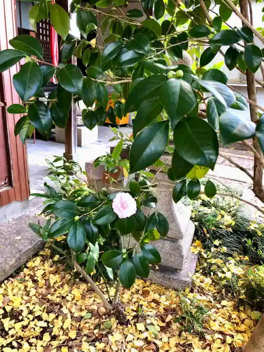 大報恩寺(千本釈迦堂)の自然