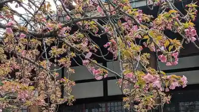 墨染寺（桜寺）(京都府)