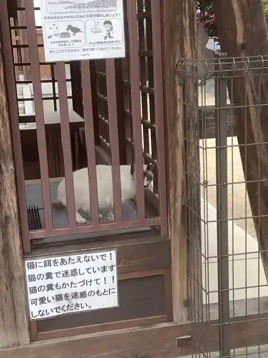 椿神明社の動物