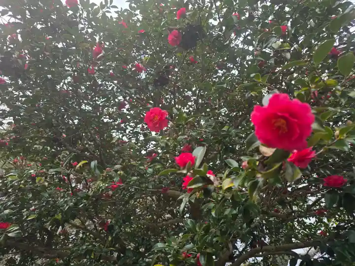 大覚寺(京都府)