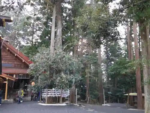 椿大神社の自然