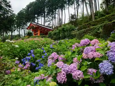三室戸寺(京都府)
