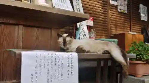 梅宮大社の動物