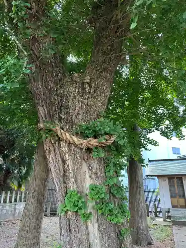 白山神社(福井県)
