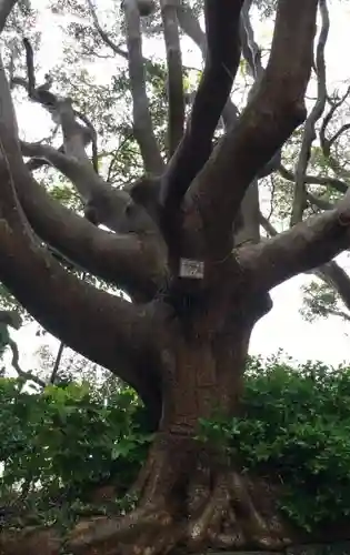 酒列磯前神社の自然