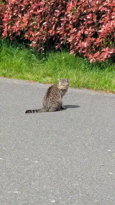 飯綱神社の動物
