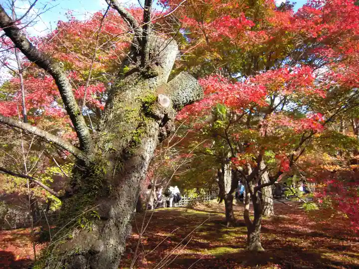 東福禅寺(東福寺)の自然