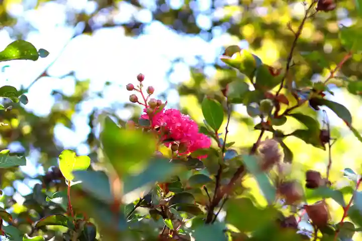 三津厳島神社の自然
