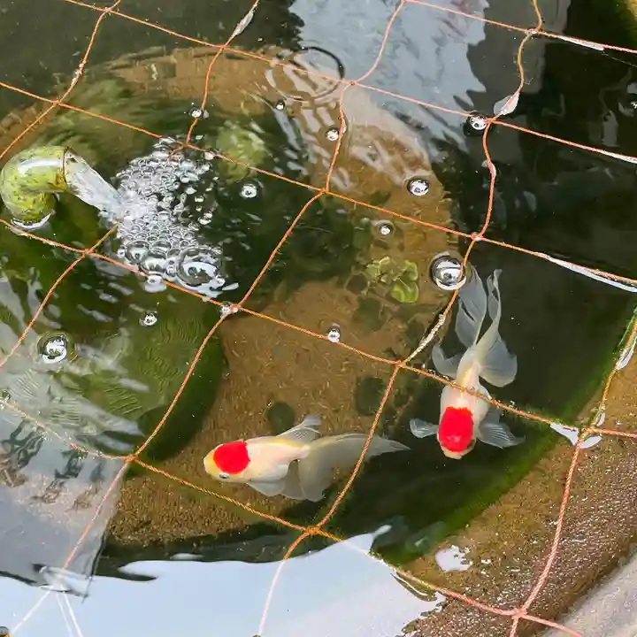 品川神社の動物