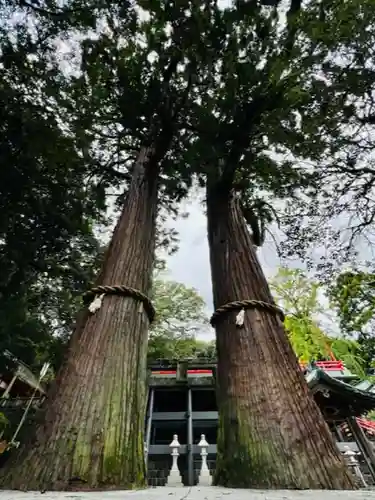 八幡朝見神社の自然
