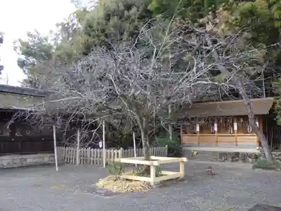 平野神社の自然