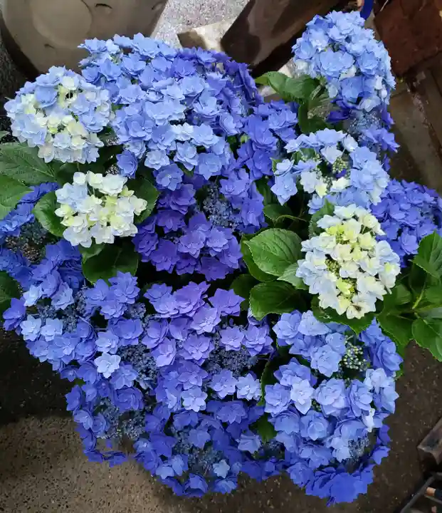 荻窪白山神社の自然