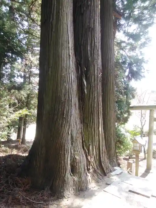 鹿島大神宮の自然