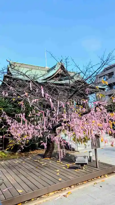 桜神宮のおみくじ