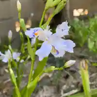 豊景神社の自然
