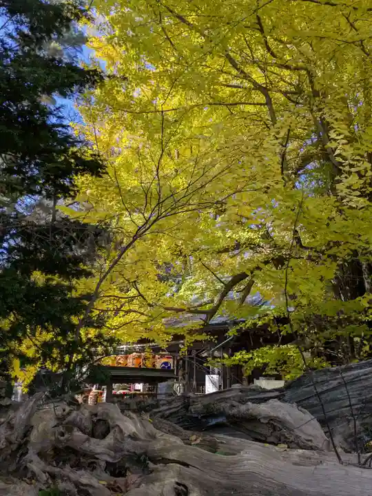 野木神社の自然