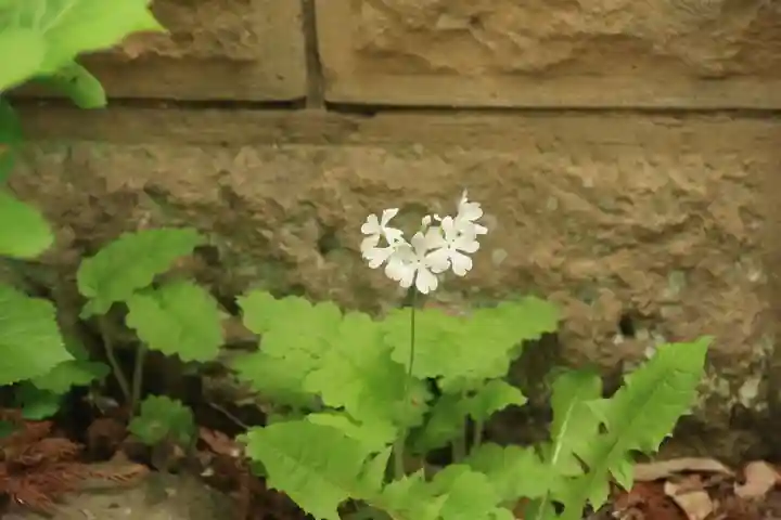 神炊館神社 ⁂奥州須賀川総鎮守⁂の庭園