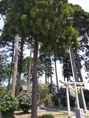 白山神社の{uncategorized: "未分類", other: "その他", undefined: "問題あり", building: "その他建物", grave: "お墓", sacred_gate: "鳥居", guardian: "狛犬", statue: "像", buddha: "仏像", history: "歴史", nature: "自然", garden: "庭園", animal: "動物", pagoda: "塔", temizu: "手水舎", mountain_gate: "山門・神門", sanctuary: "本殿・本堂", subordinate: "末社・摂社", art: "芸術", scenery: "景色", jizo: "地蔵", ema: "絵馬", goshuin: "御朱印", omikuji: "おみくじ", items: "授与品その他", amulet: "お守り", goshuincho: "御朱印帳", eats: "食事", festival: "お祭り", votive_dance: "神楽", shichigosan: "七五三参", wedding: "結婚式", experience: "体験その他", initially: "初詣", around: "周辺", anti_infection: "感染症対策"}