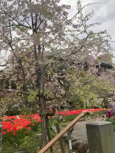 泉蔵寺の庭園