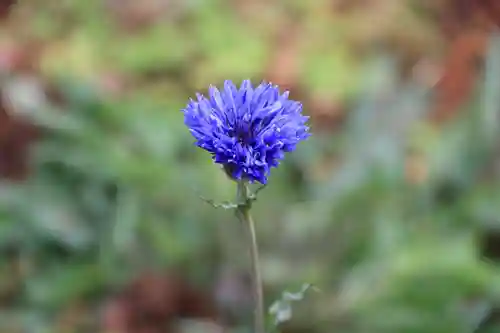 高司神社〜むすびの神の鎮まる社〜の自然