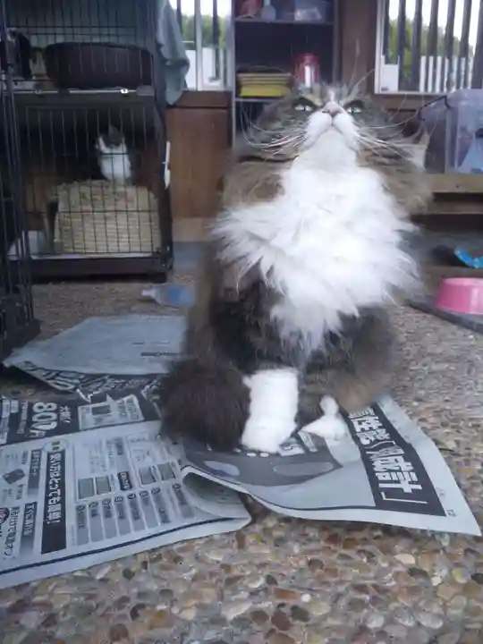 御誕生寺(猫寺)の動物