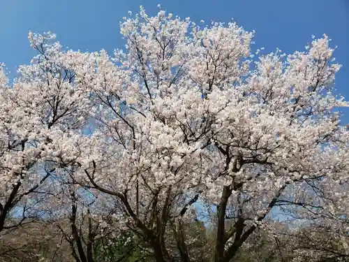 桜ヶ池神社の景色