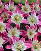 立志神社(滋賀県)