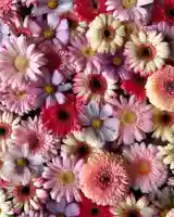 札幌諏訪神社の手水舎