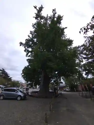 時宗総本山 遊行寺（正式：清浄光寺）の自然