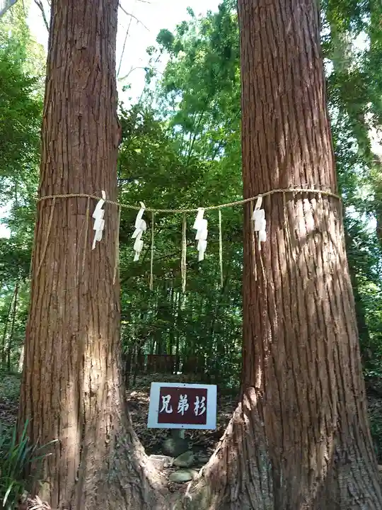 宮原八幡宮の自然