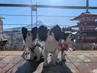 新倉富士浅間神社の{uncategorized: "未分類", other: "その他", undefined: "問題あり", building: "その他建物", grave: "お墓", sacred_gate: "鳥居", guardian: "狛犬", statue: "像", buddha: "仏像", history: "歴史", nature: "自然", garden: "庭園", animal: "動物", pagoda: "塔", temizu: "手水舎", mountain_gate: "山門・神門", sanctuary: "本殿・本堂", subordinate: "末社・摂社", art: "芸術", scenery: "景色", jizo: "地蔵", ema: "絵馬", goshuin: "御朱印", omikuji: "おみくじ", items: "授与品その他", amulet: "お守り", goshuincho: "御朱印帳", eats: "食事", festival: "お祭り", votive_dance: "神楽", shichigosan: "七五三参", wedding: "結婚式", experience: "体験その他", initially: "初詣", around: "周辺", anti_infection: "感染症対策"}