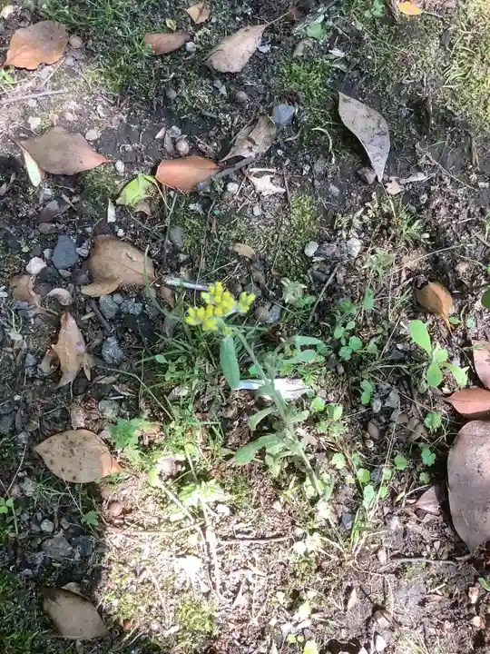 若宮神明社の自然