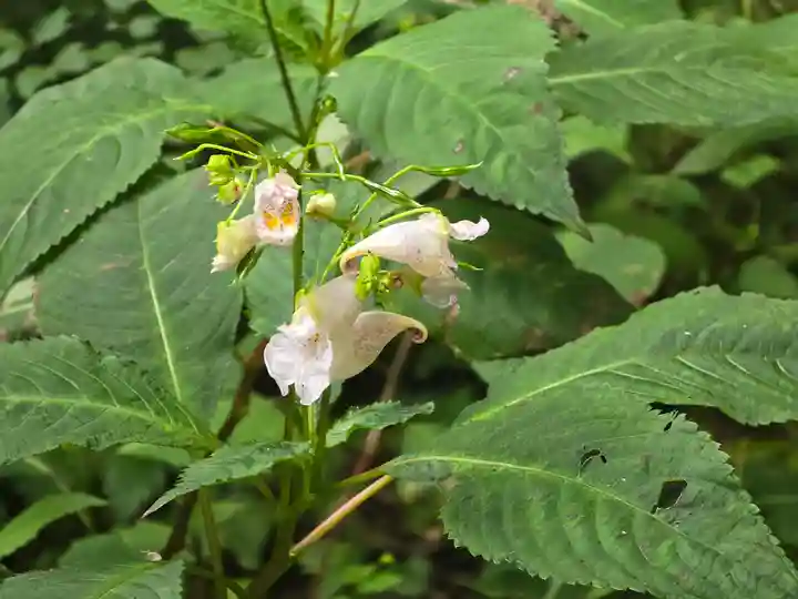 志明院(金光峯寺)(京都府)