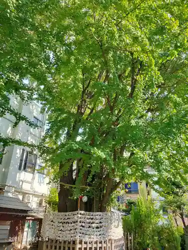 天祖神社の自然