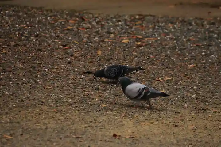 阿邪訶根神社の動物