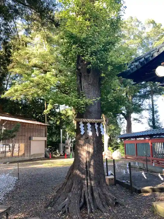 玉前神社の自然