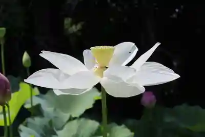 法界寺(日野薬師)(京都府)