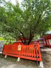 金櫻神社(山梨県)