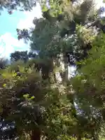 諏訪神社の自然