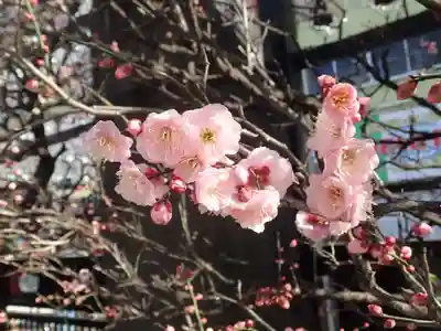 とげぬき地蔵尊 高岩寺の御朱印