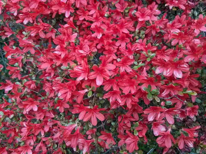 霧島神宮(鹿児島県)