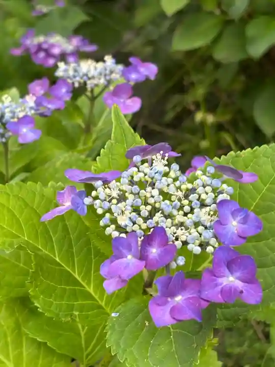 西野神社(北海道)