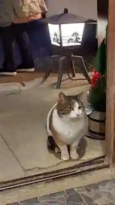 猫猫寺(京都府)