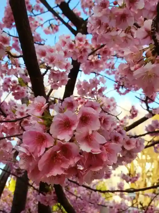 鳩森八幡神社の自然