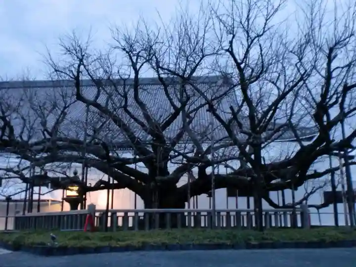 本願寺(西本願寺)の自然