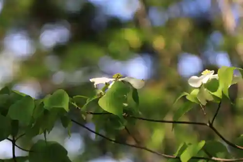 阿久津「田村神社」（郡山市阿久津町）旧社名：伊豆箱根三嶋三社の庭園